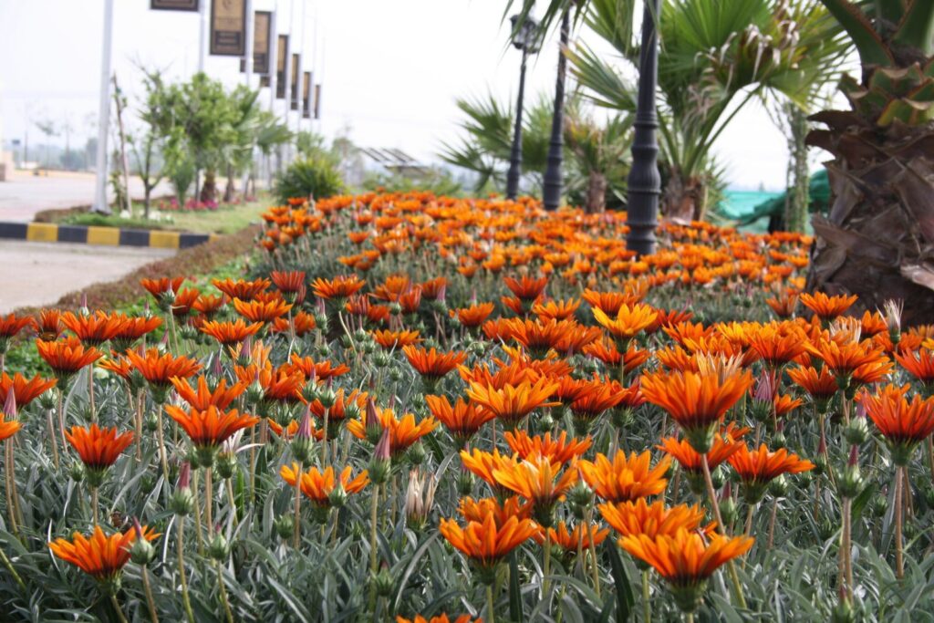Orange flower beds along a Green Mansions boulevard
